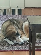 , FC : (c, 0.99, d, 0.00, Detect, 0, appIcon, 0, after, 0, chg, 0, out, 1, Freq, 120, raw, 0, WB, 11, Clear, 3, ori, 20, 6.10, 20, 6.10, chg, 20, 6.10, 20, 6.10,,1.00) 