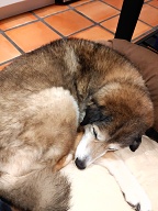 , FC : (c, 0.99, d, 0.00, Detect, 0, appIcon, 0, after, 0, chg, 0, out, 0, Freq, 120, raw, 0, WB, 1, Clear, 2, ori, 24, 4.35, 24, 4.35, chg, 24, 4.35, 24, 4.35,,1.00) 